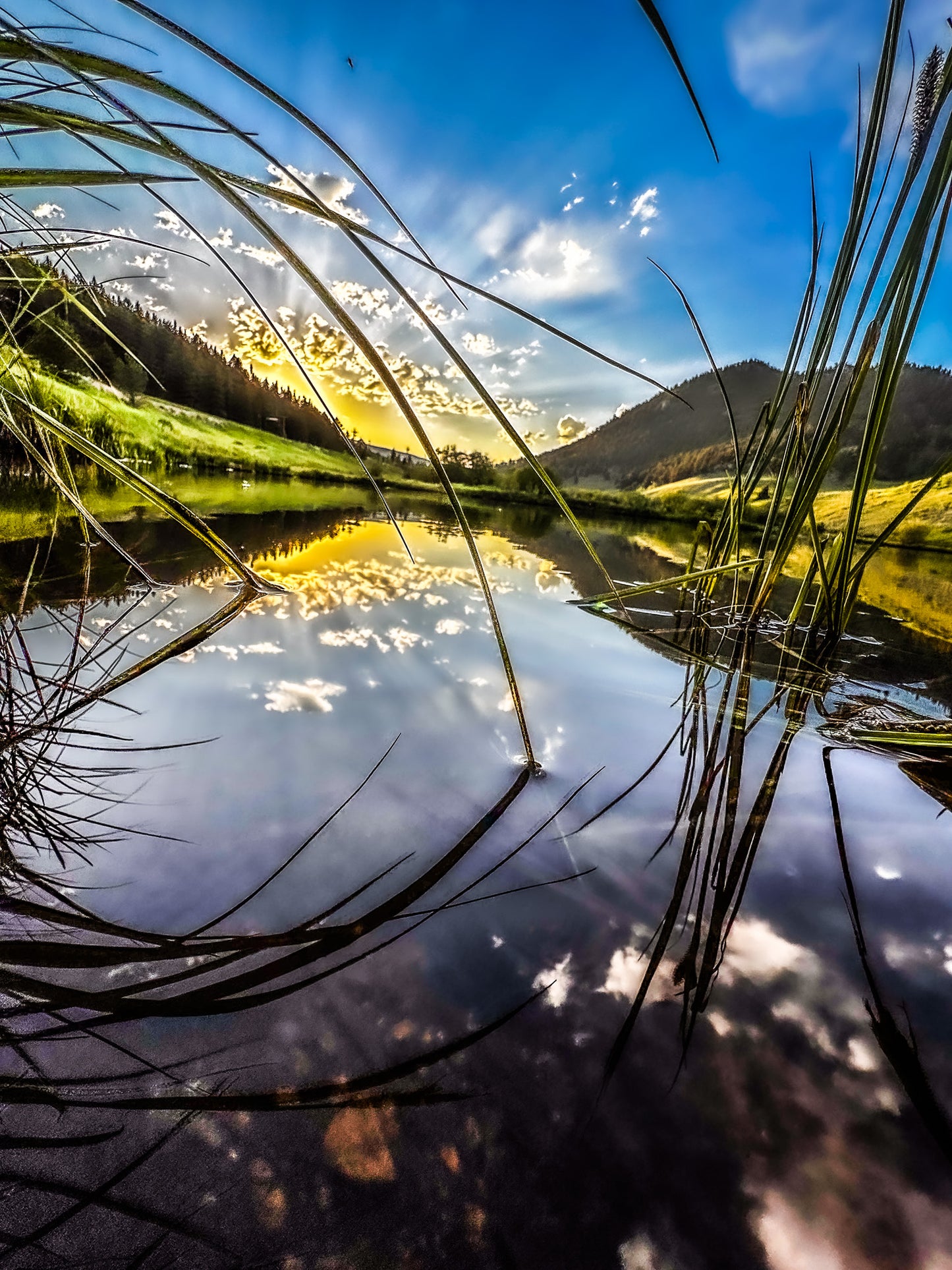 Color Grass Reflection
