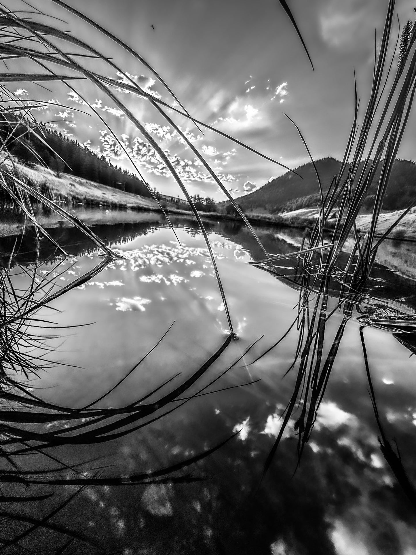 Black & White Grass Reflection