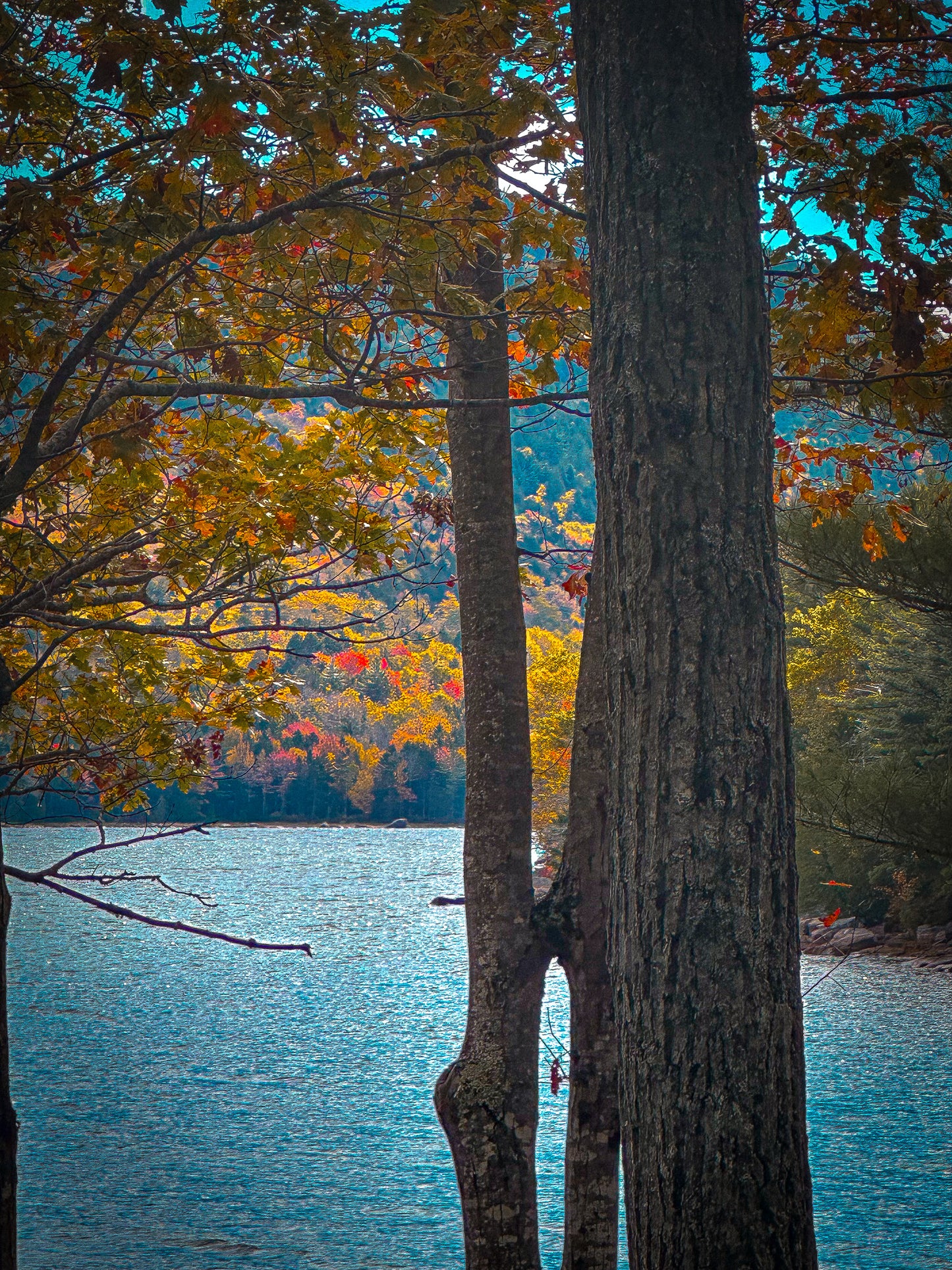 Color Tree Split Lake