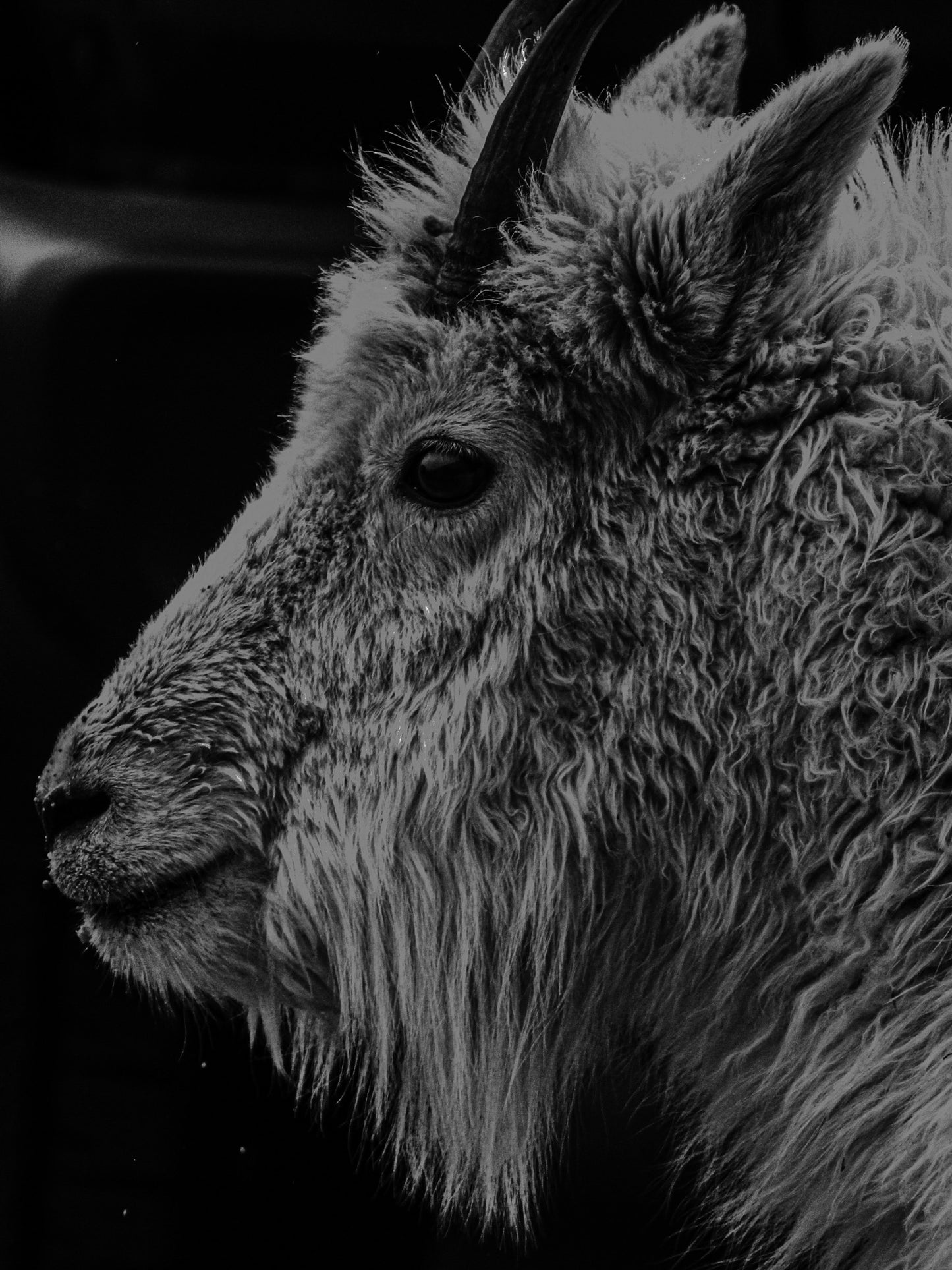 Black & White Goat Locks