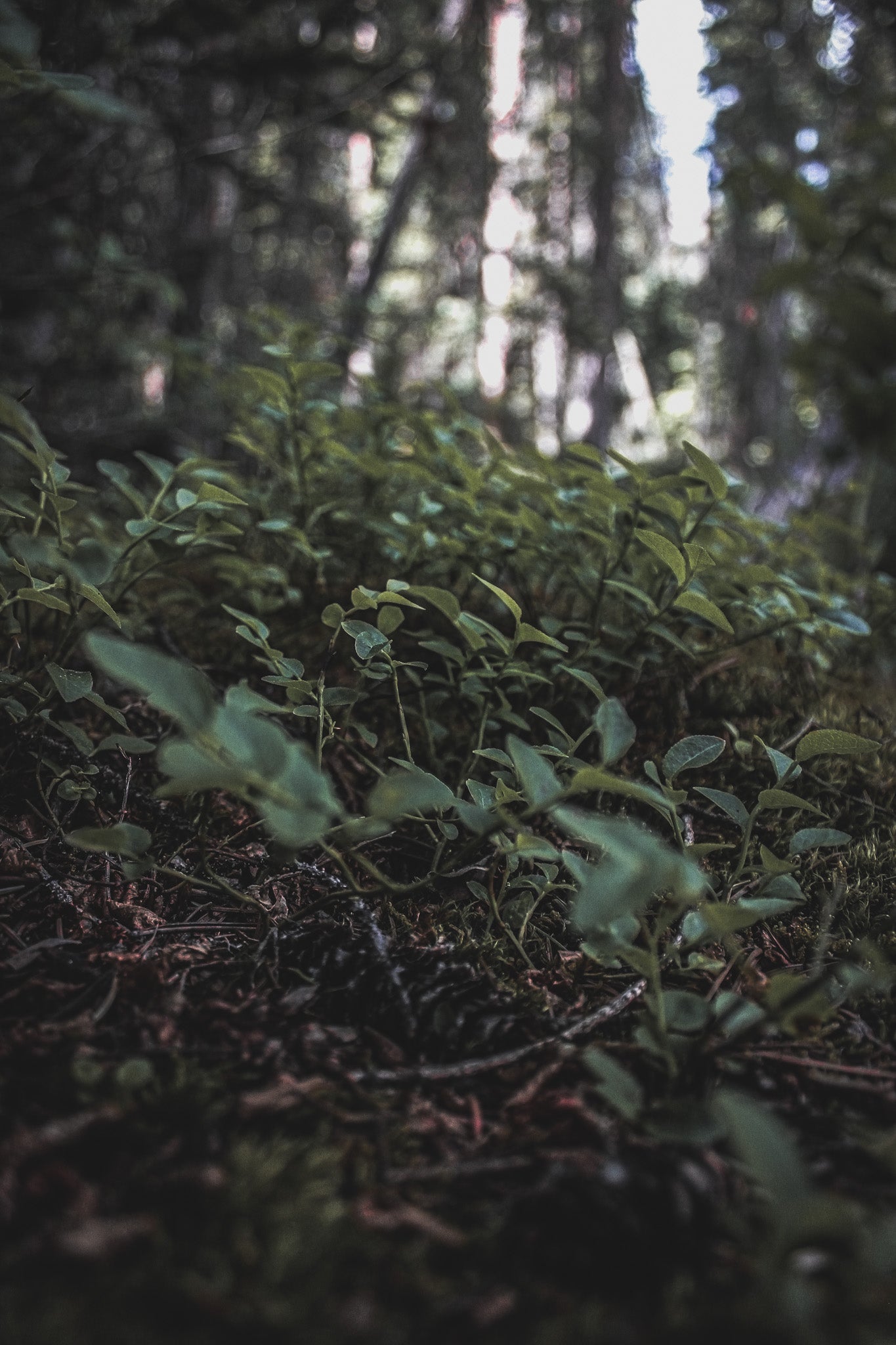 Color Sapling Forest