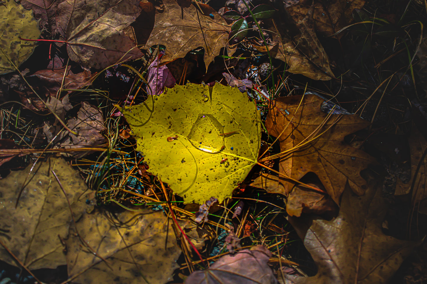 Color Leaf Pool