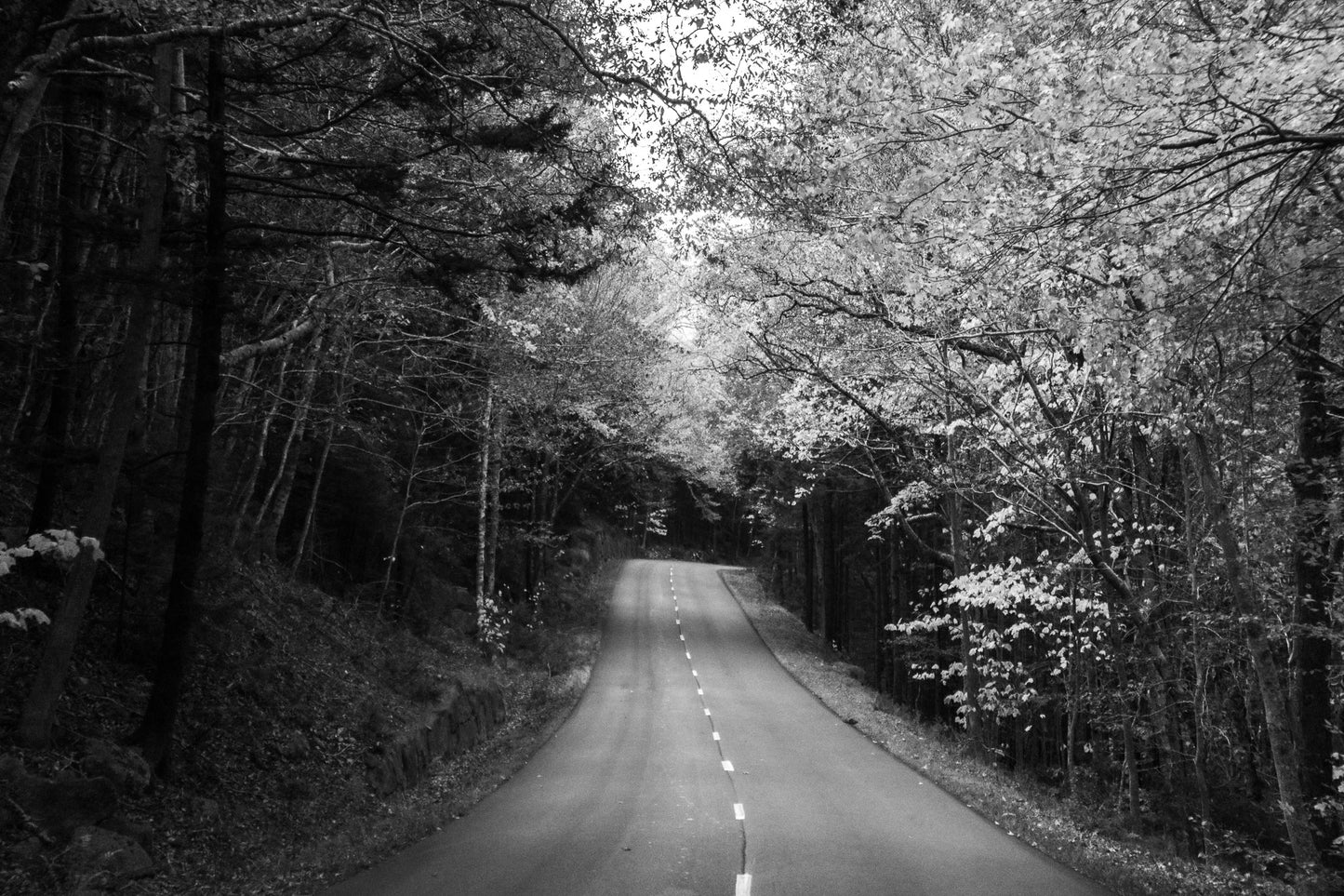 Black & White Fall Road