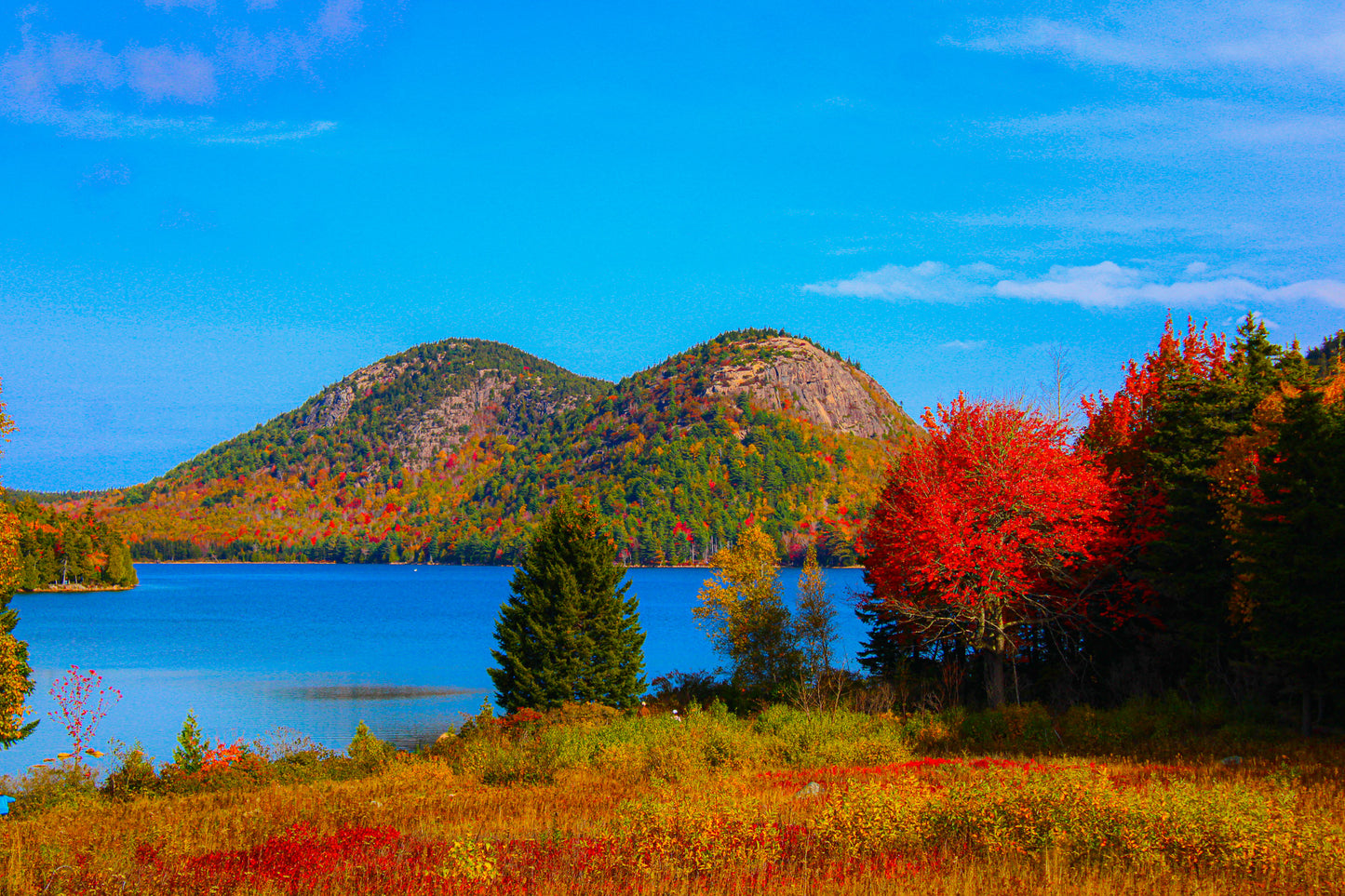 Color Forest Dual Peaks