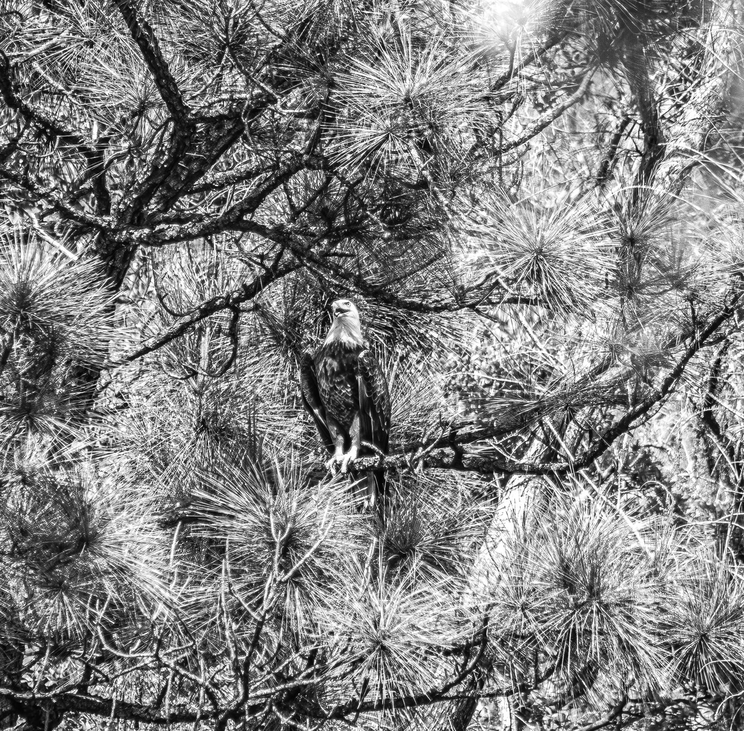 Black & White Perched Freedom