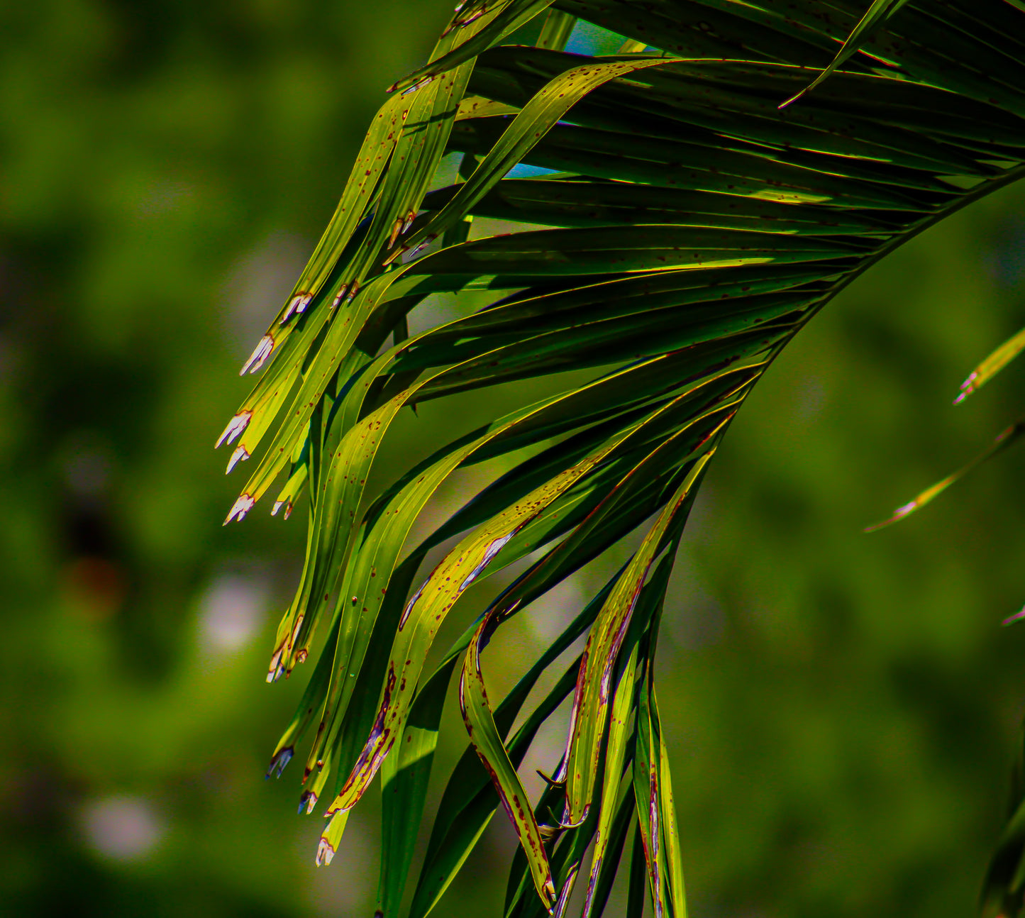 Color Palm Fan