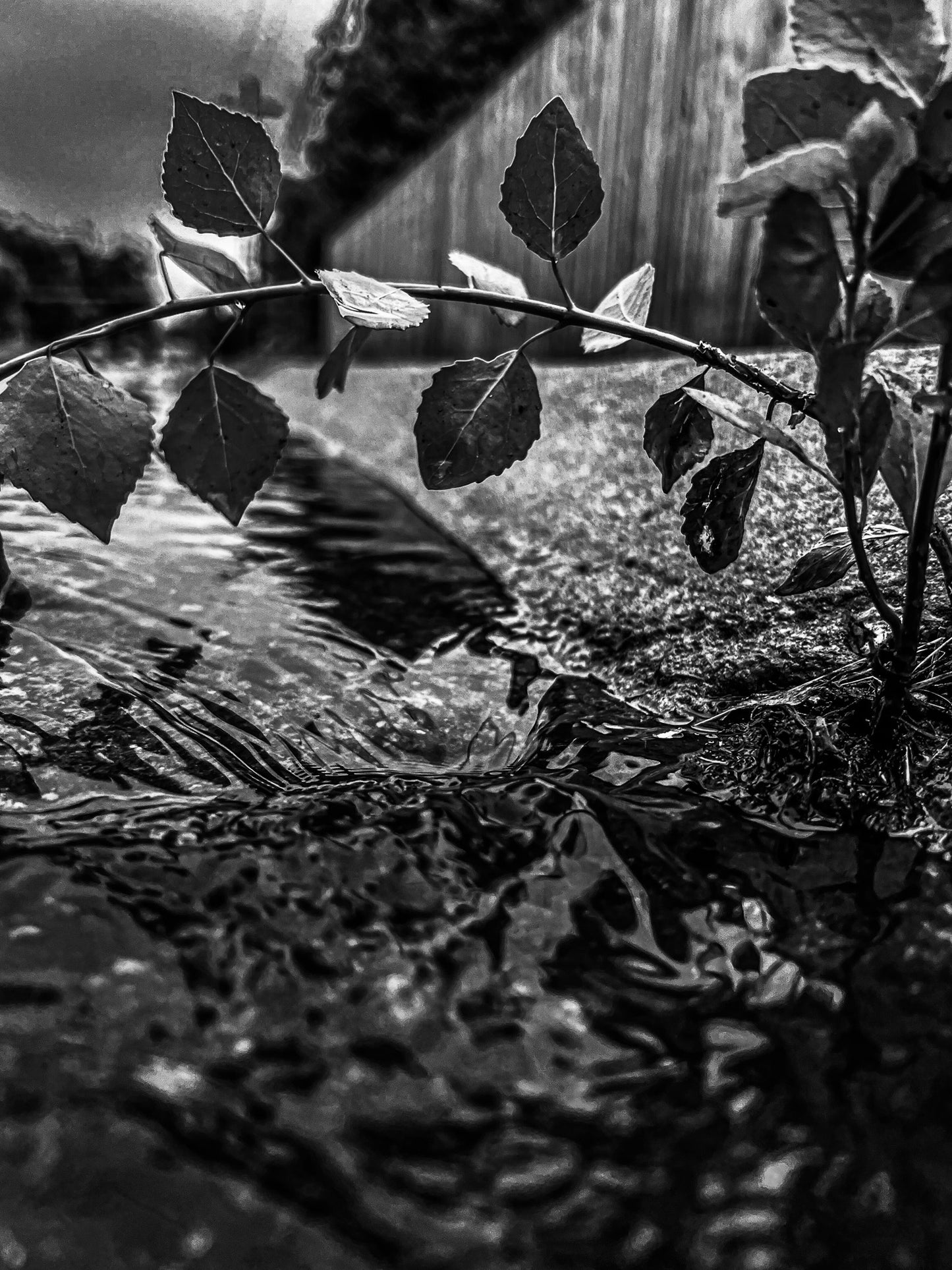 Black & White Tree Bridge