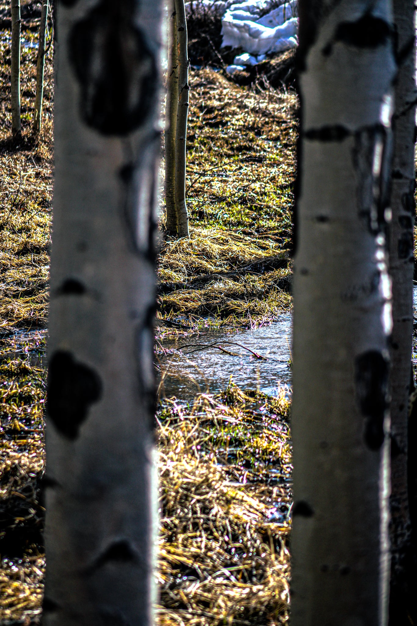 Color Portal Trees