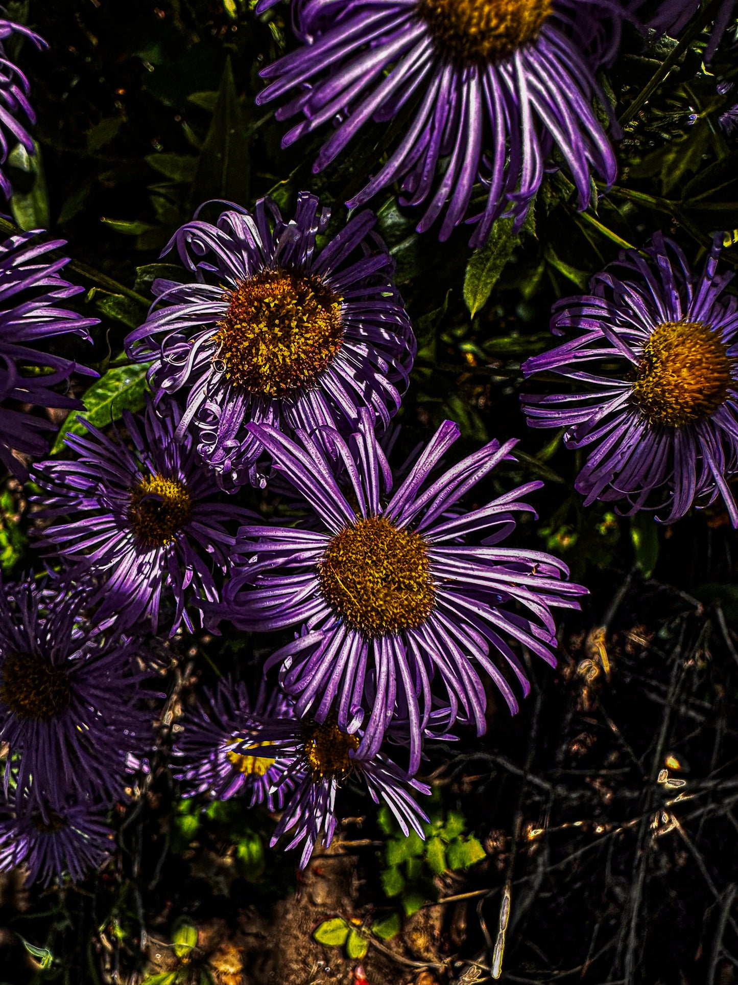Color Flower Cluster