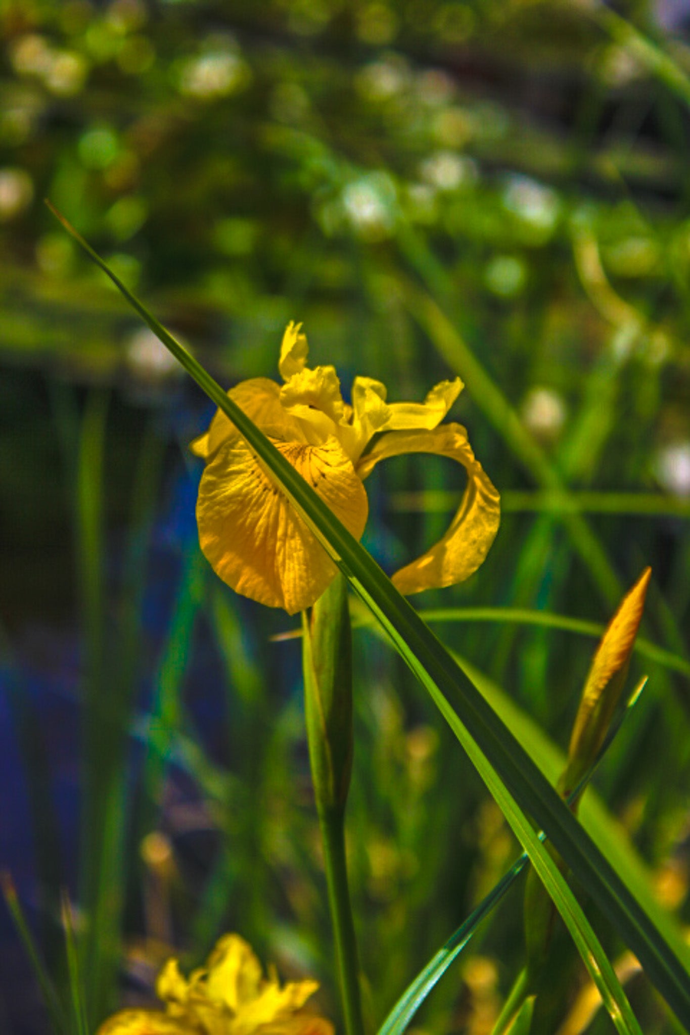Color Grass Cut Flower