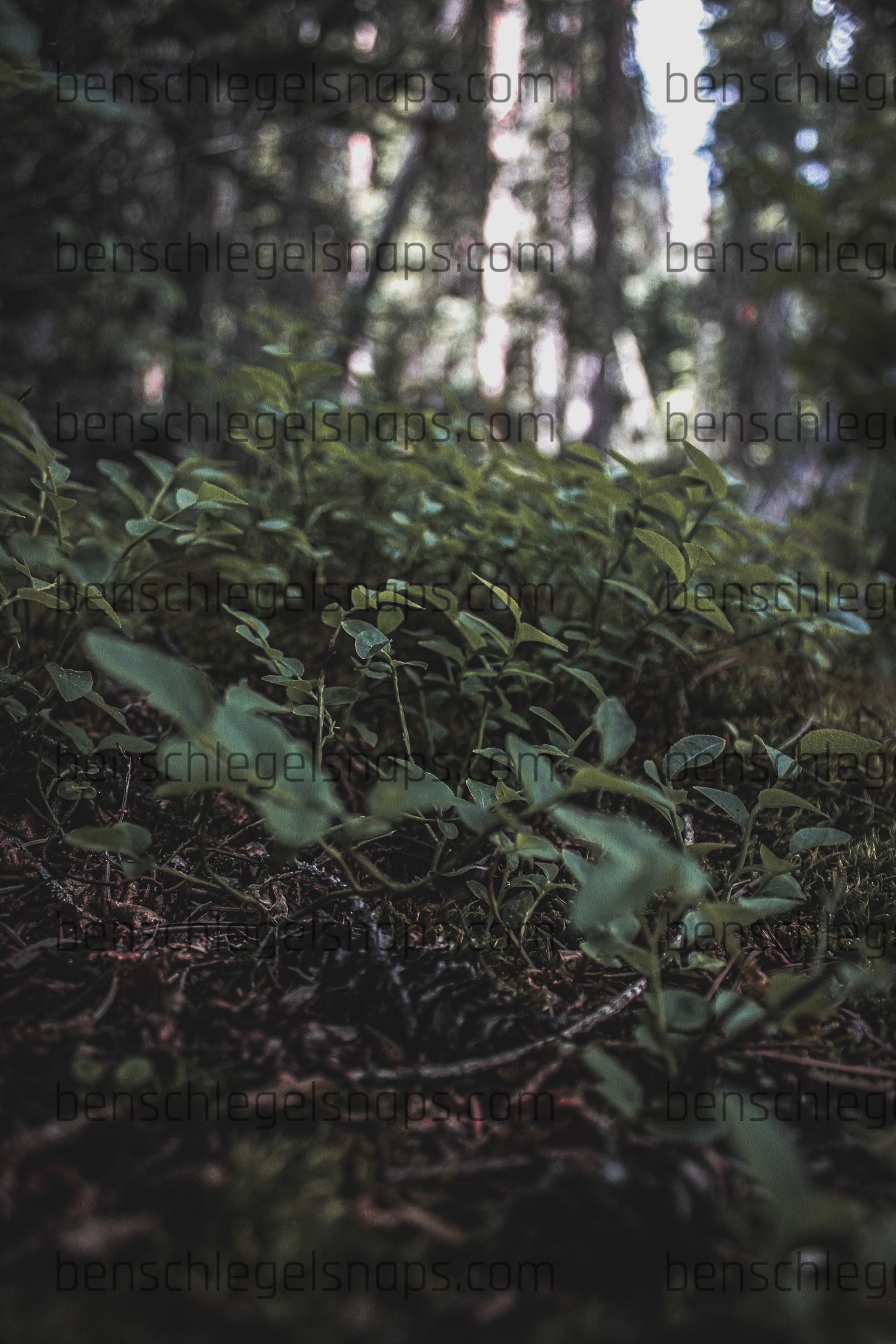 Plants