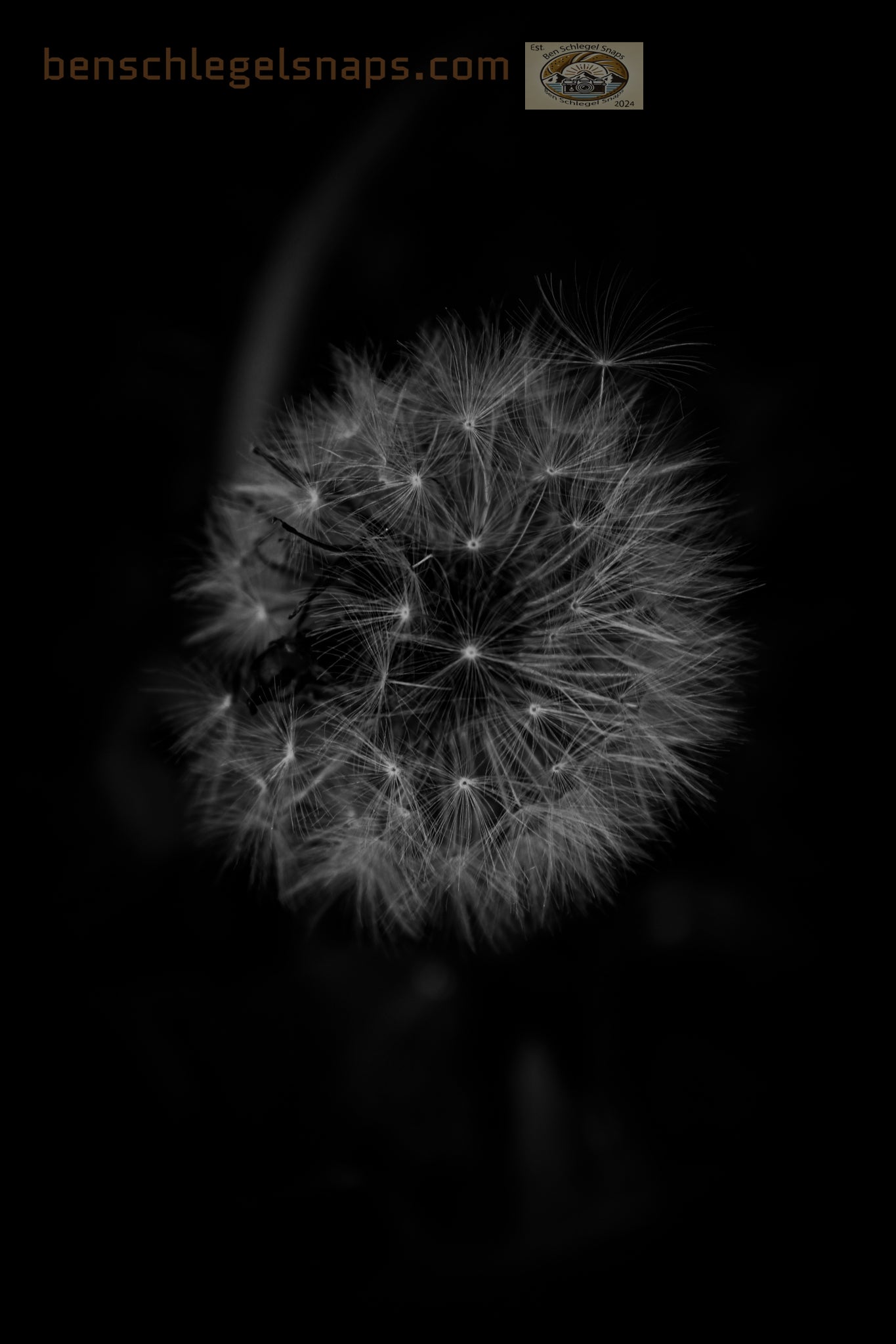 Black & White Dandilion Life