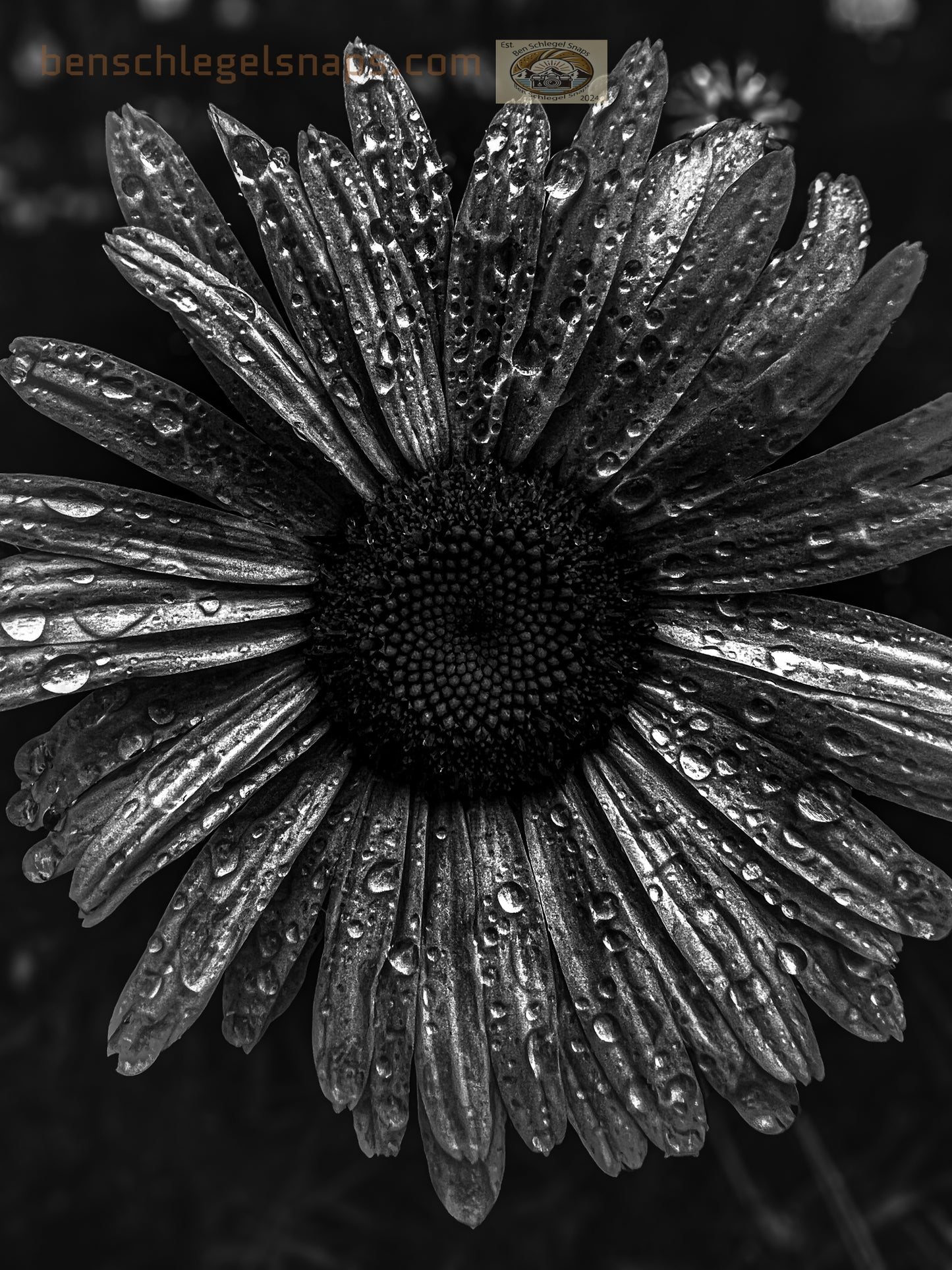 Black & White Magic Flower