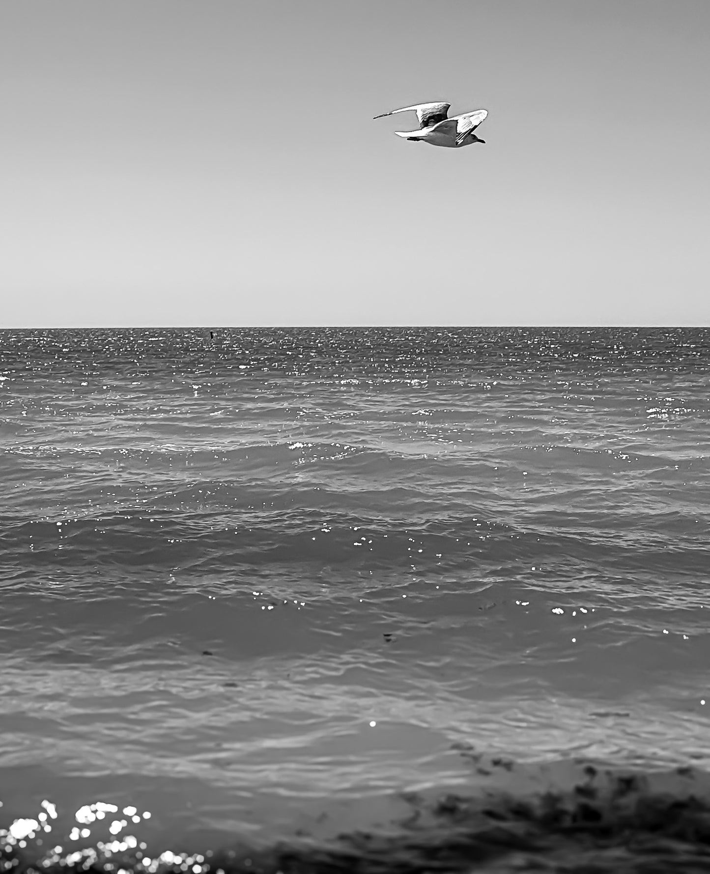 Black & White Solo Flying Seagull