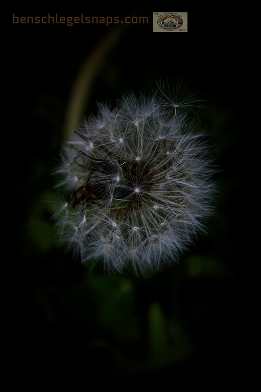Color Dandelion Life