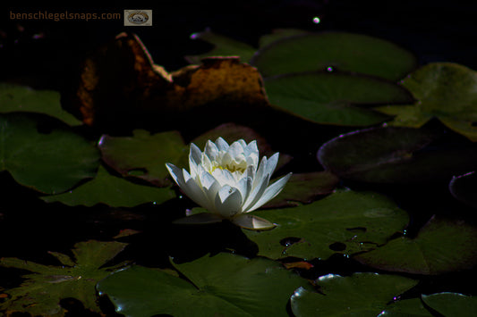 Color Lilly Pad Bloomer