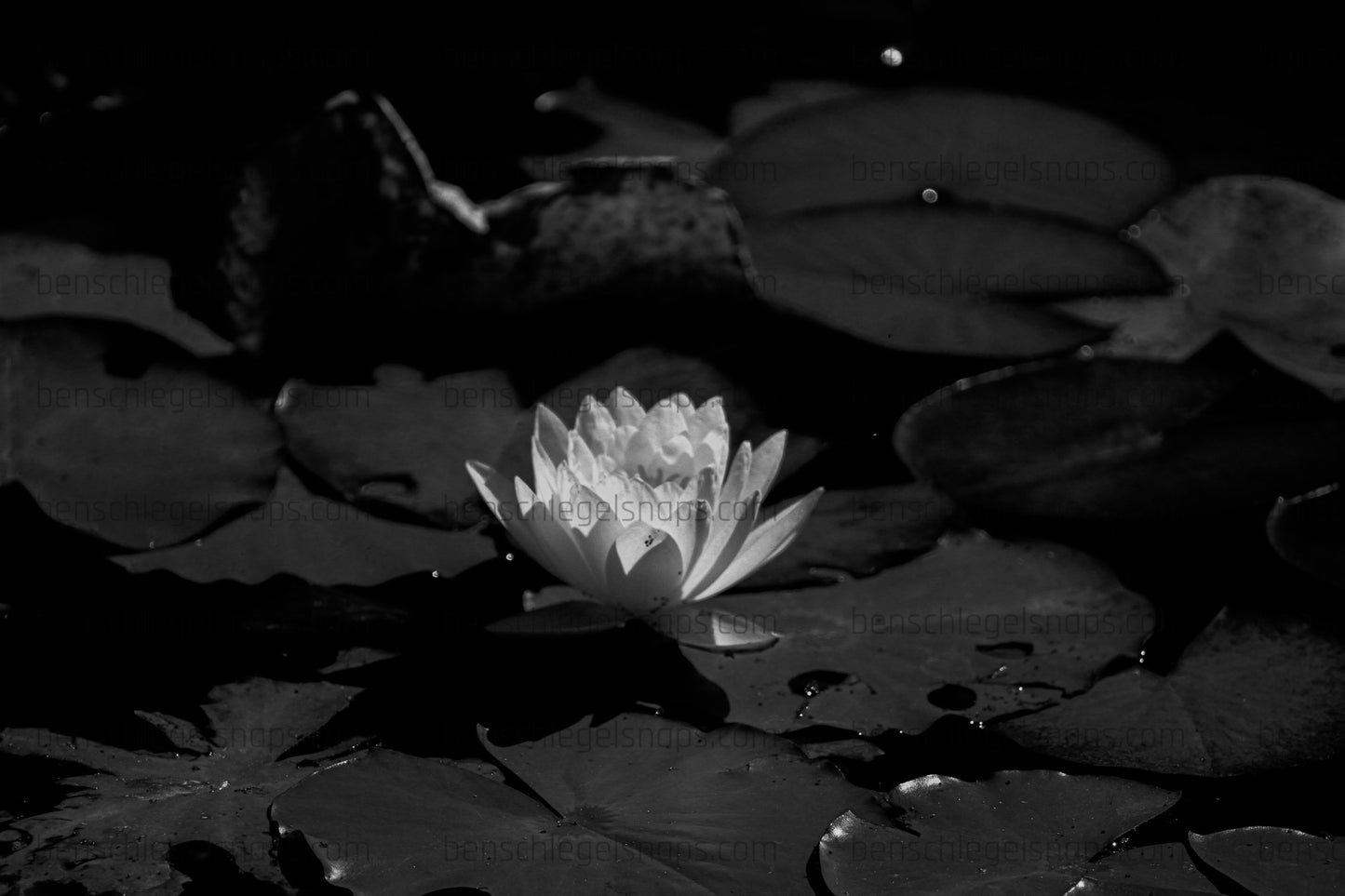 Black & White Lilly Pad Bloomer