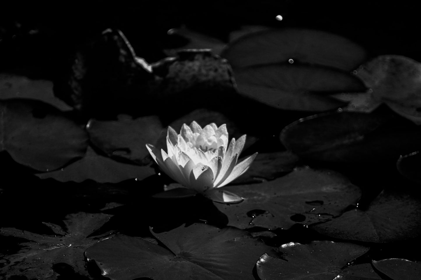 Black & White Lilly Pad Bloomer