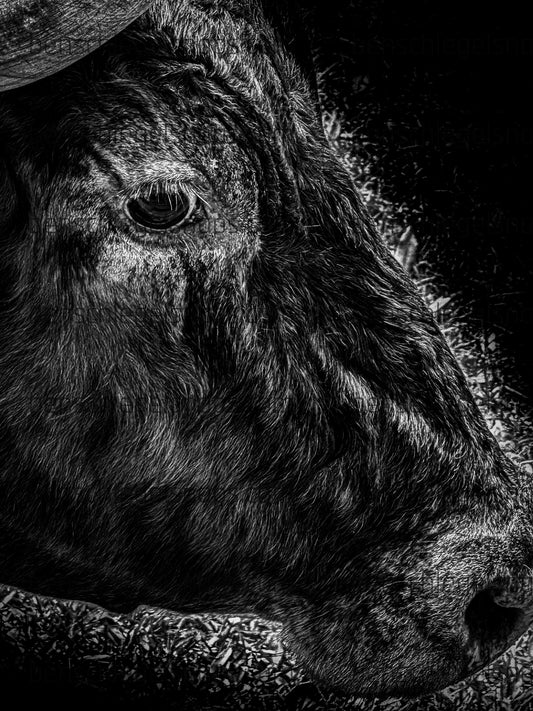 Black & White All Seeing Cattle Eye