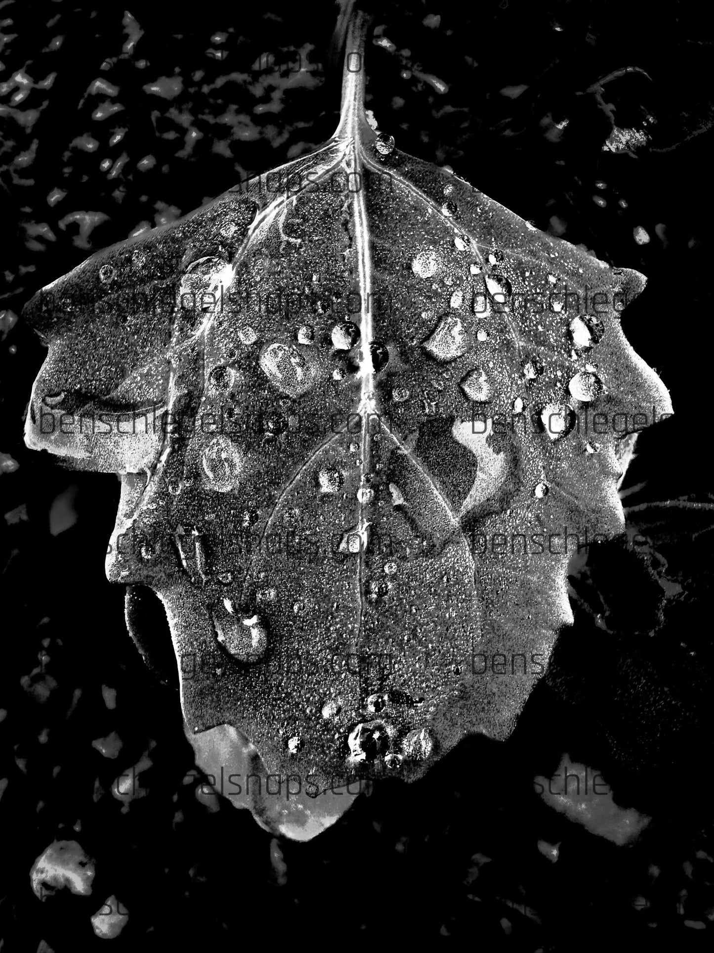 Black & White Bow Leaf