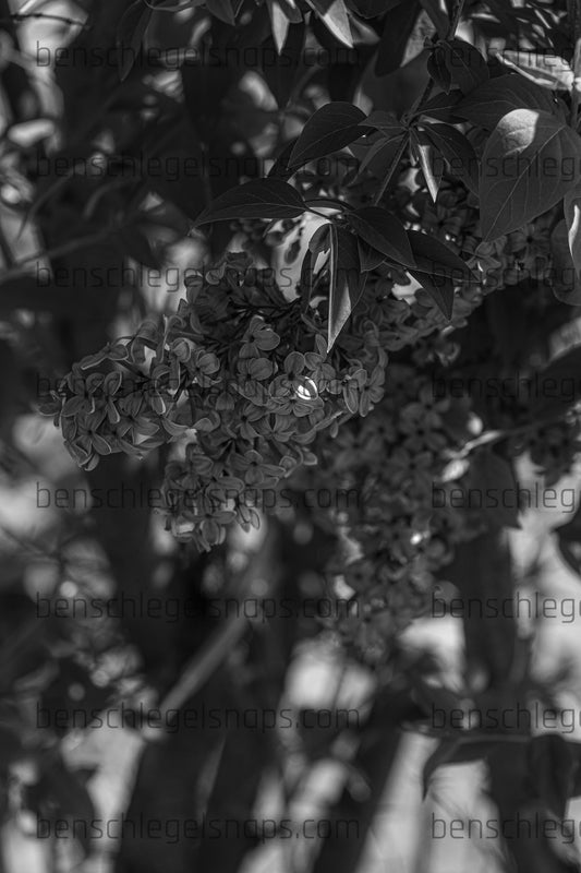Black & White Spring Flower Clump