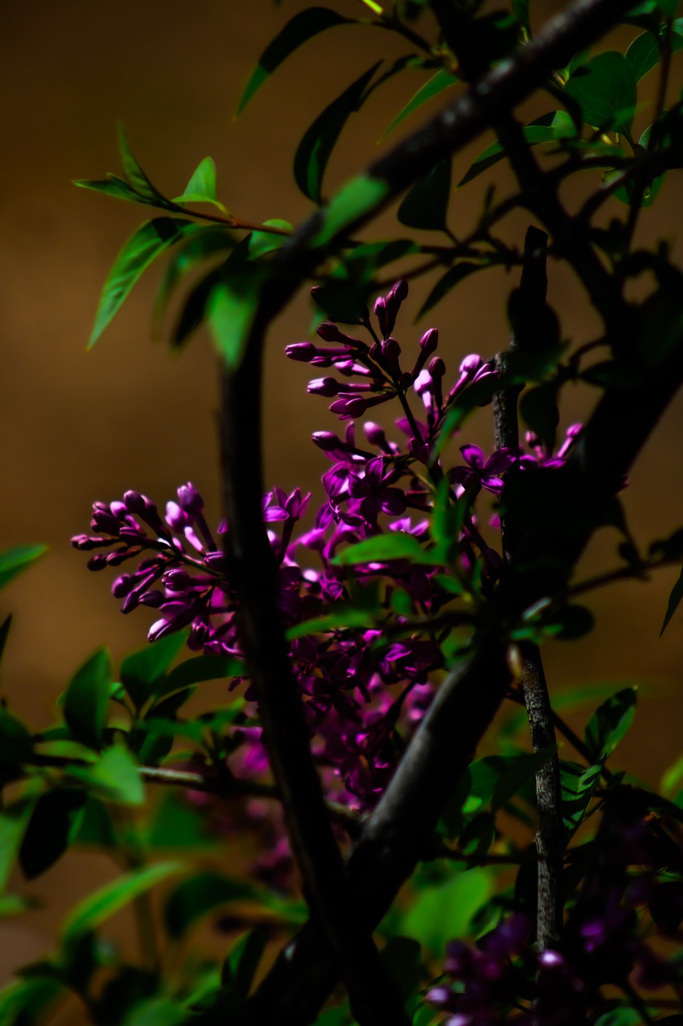 Color Sneaky Bloomer