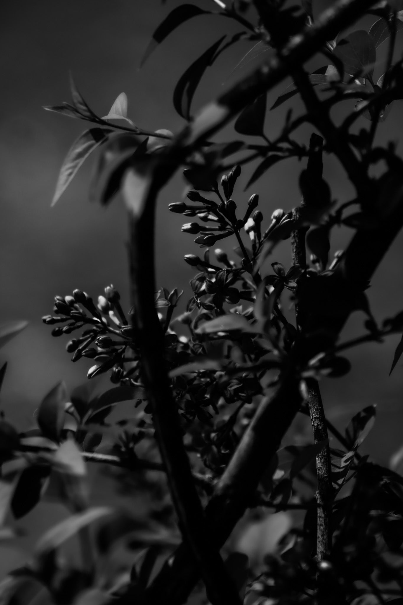 Black & White Sneaky Bloomer