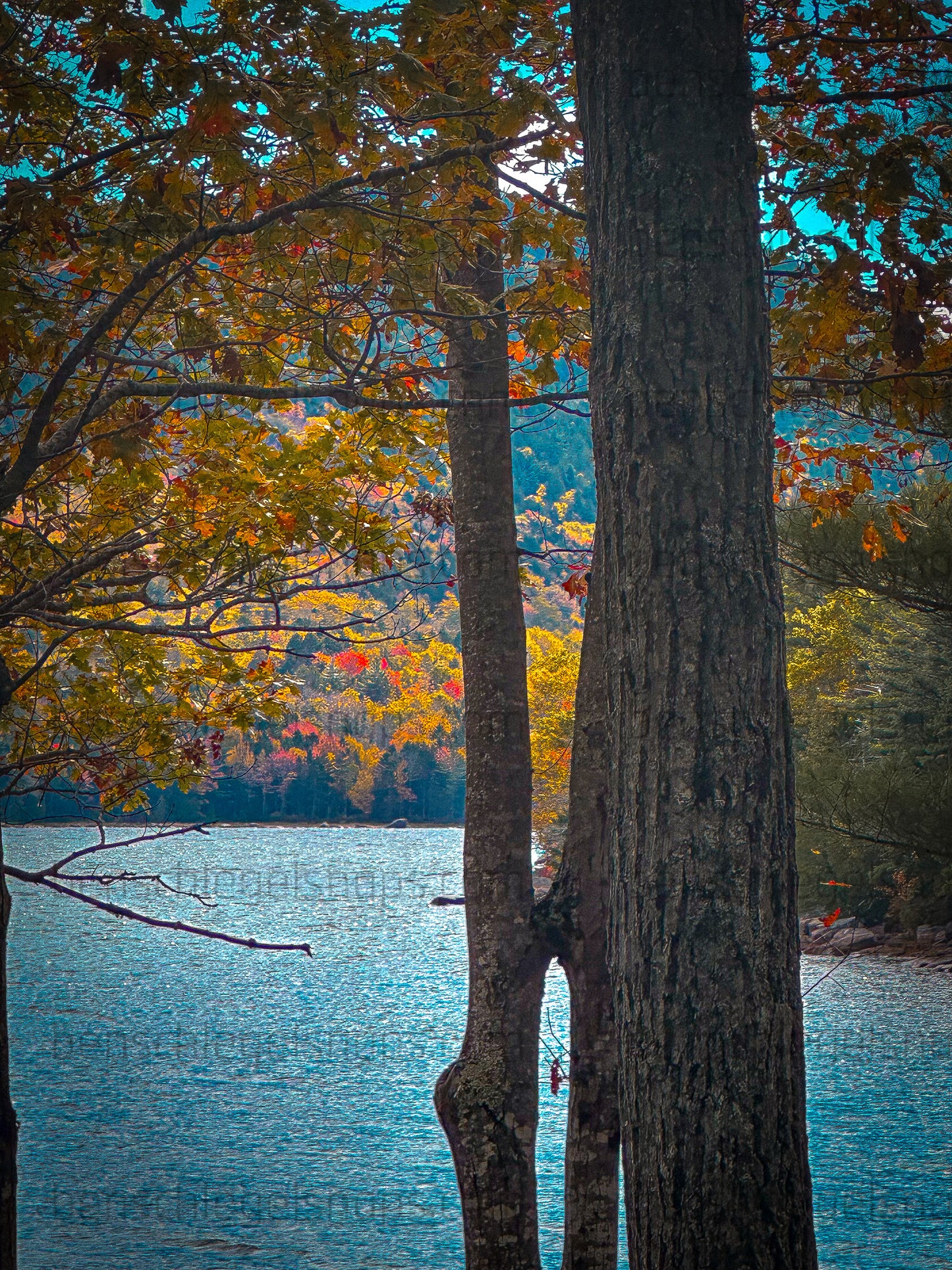 Color Tree Split Lake