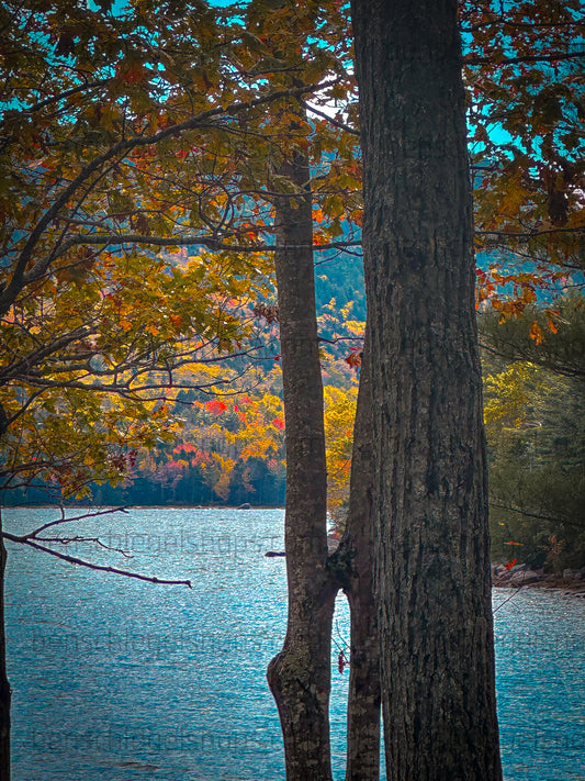 Color Tree Split Lake