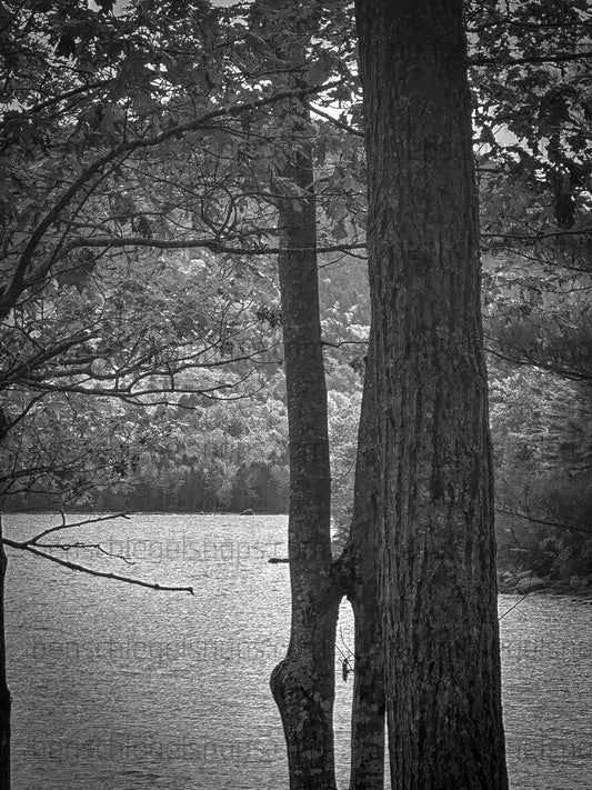 Black & White Tree Split Lake