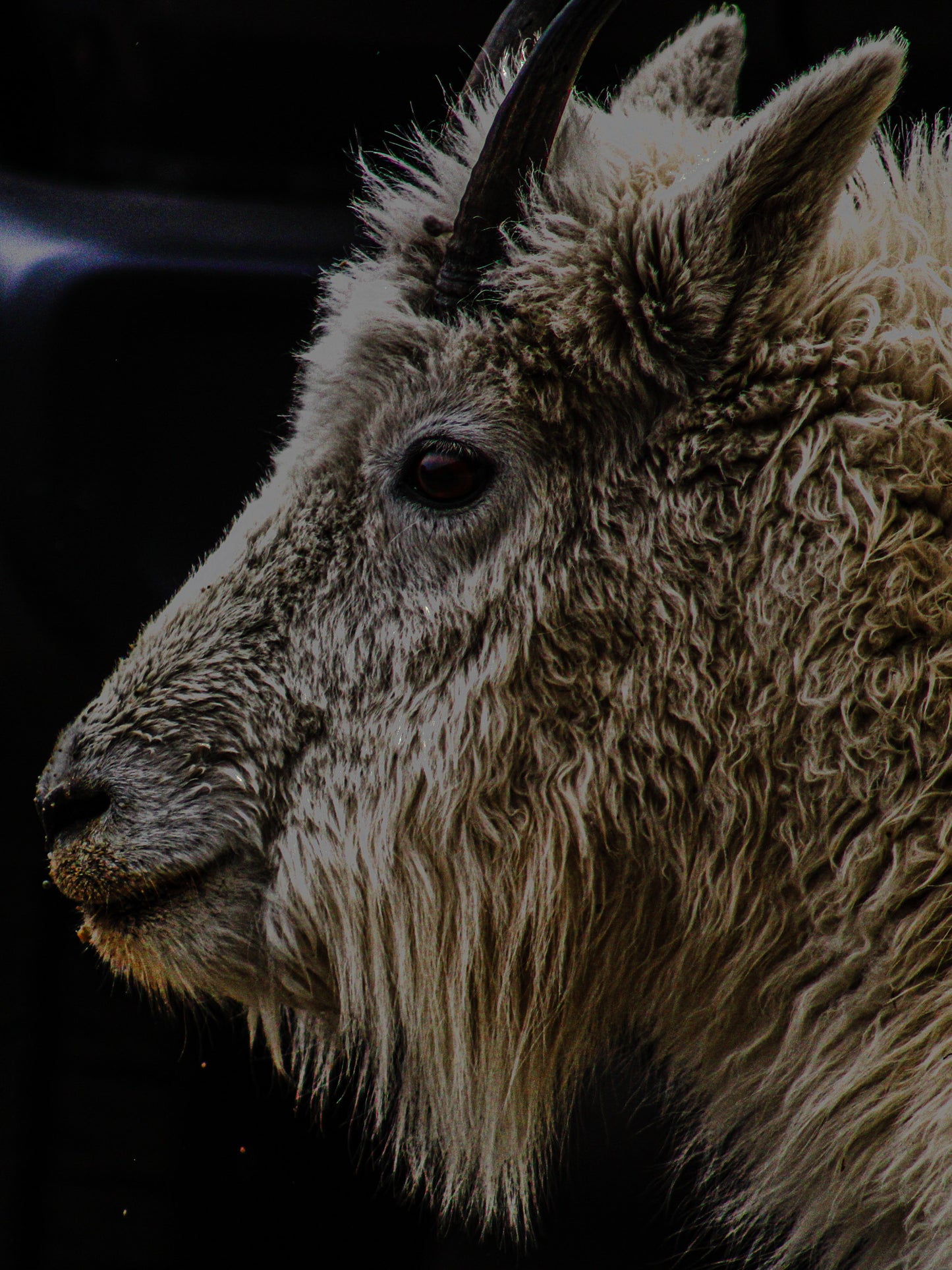 Color Goat Locks