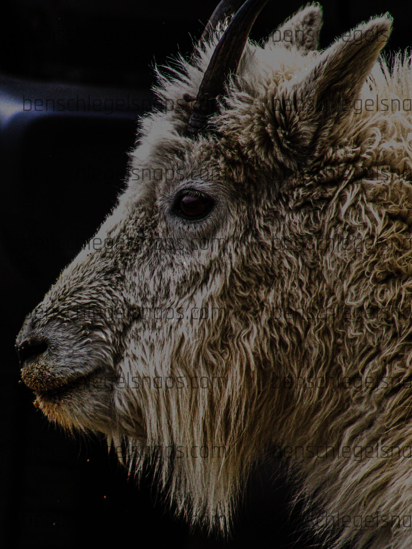 Color Goat Locks