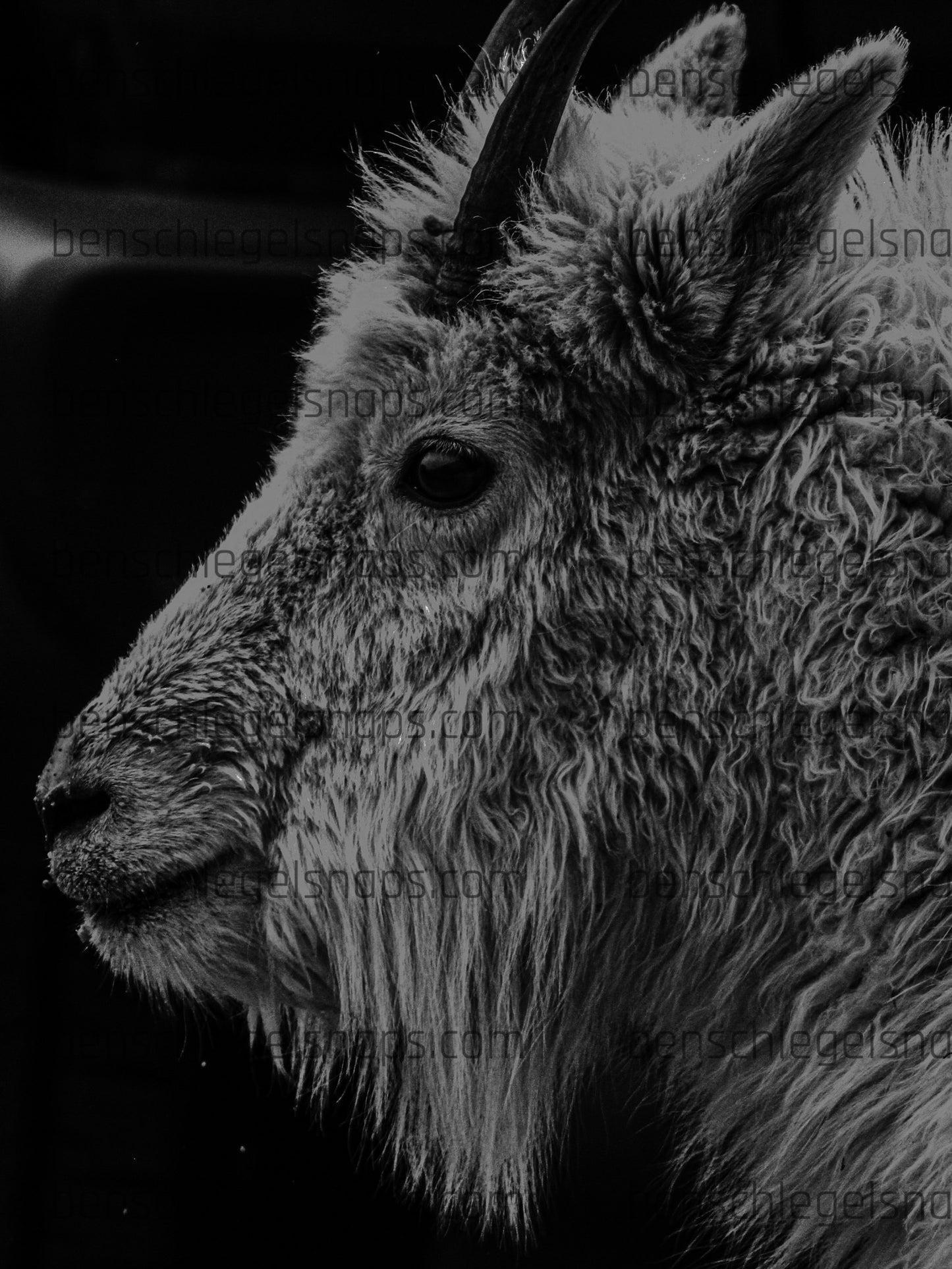 Black & White Goat Locks