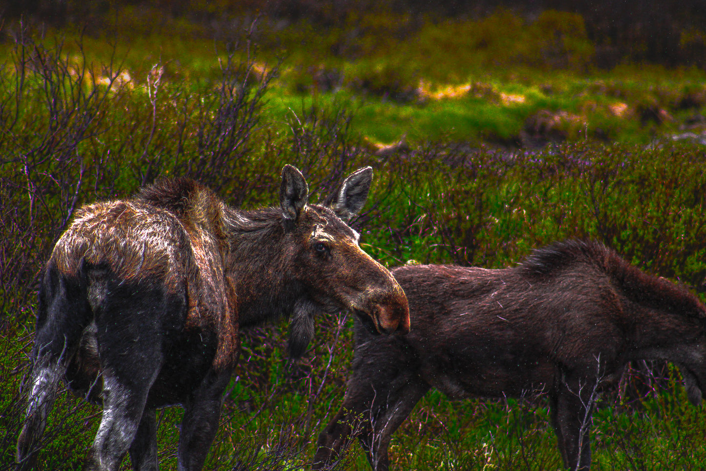 Color Mama and Baby Moose