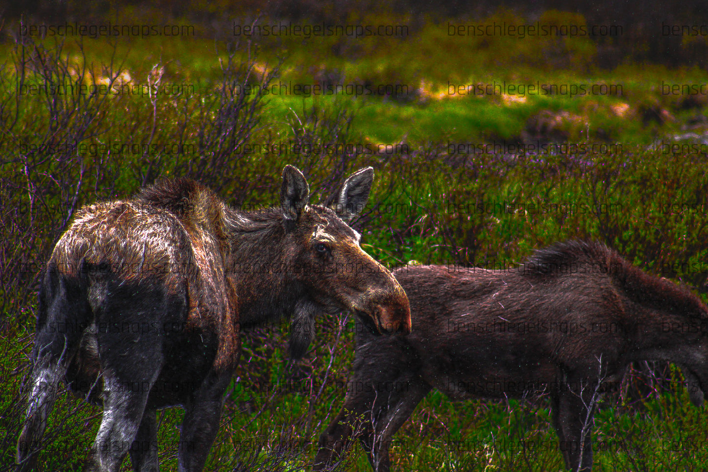 Color Mama and Baby Moose