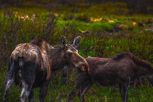 Color Mama and Baby Moose