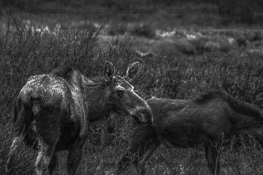 Black & White Mama and baby Moose