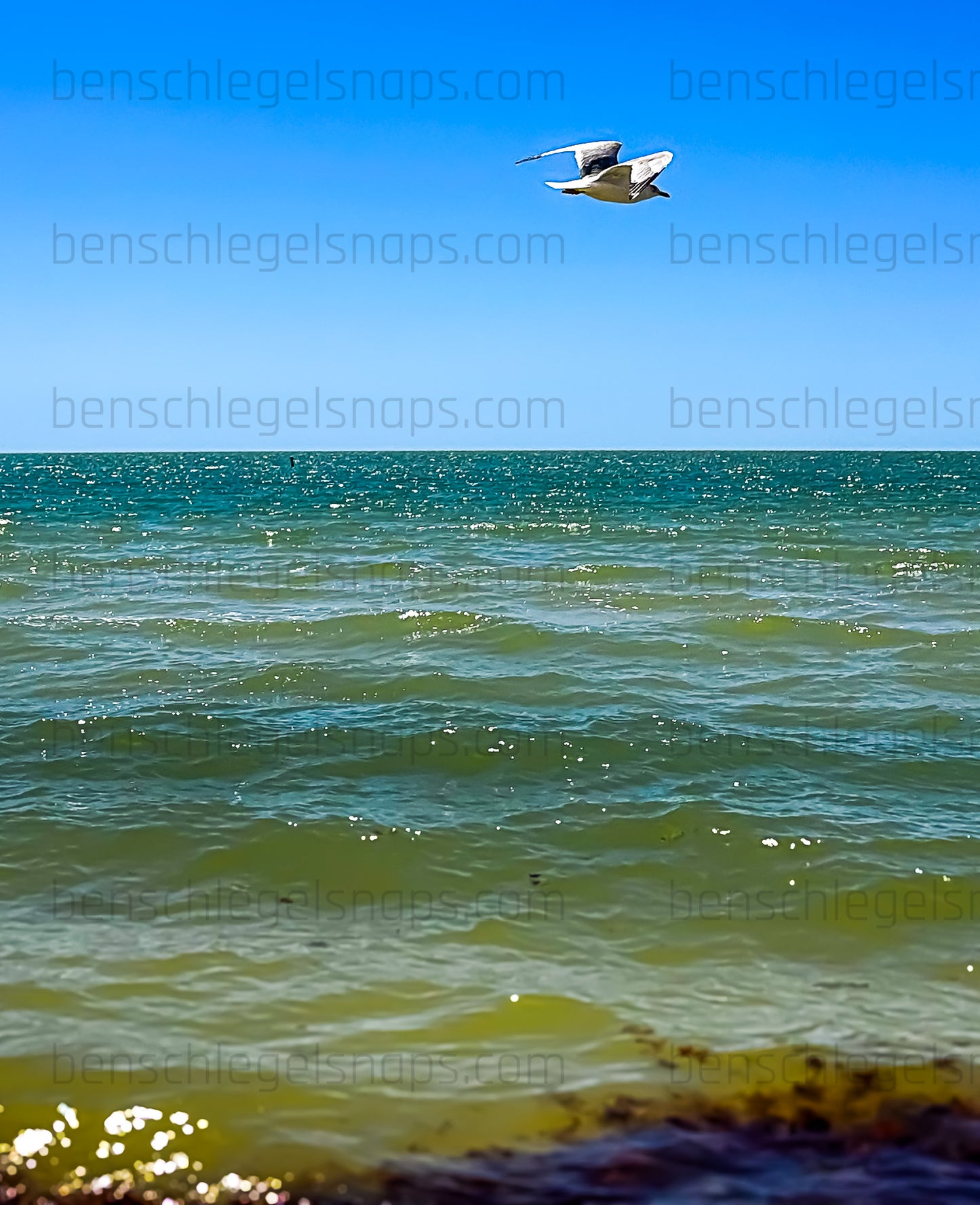 Color Solo Flying Seagull