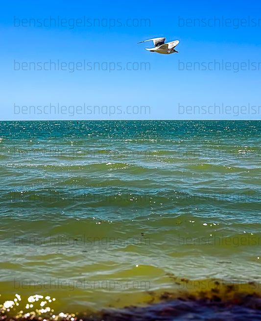 Color Solo Flying Seagull