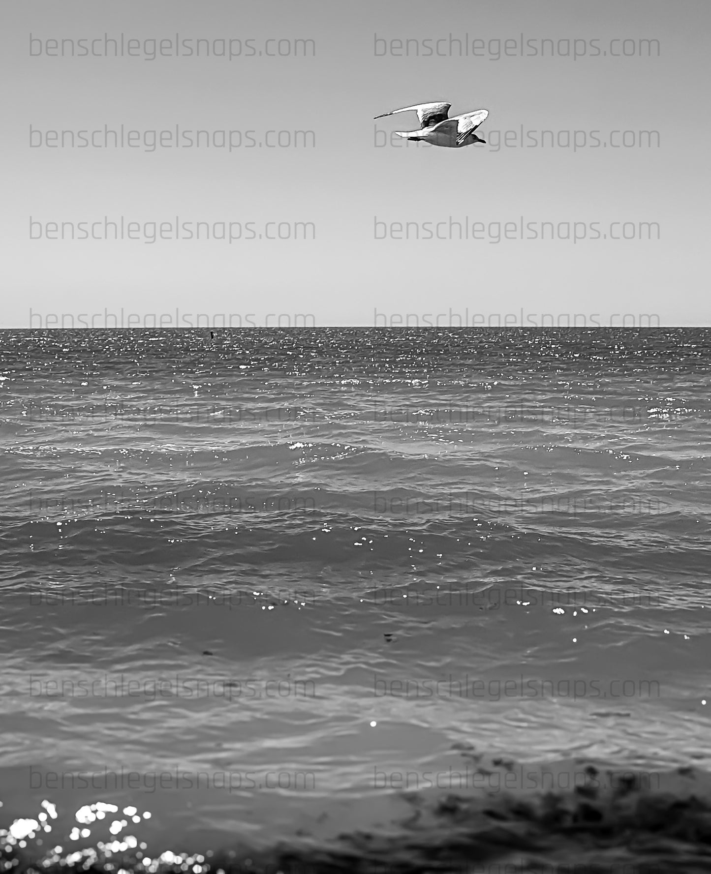 Black & White Solo Flying Seagull