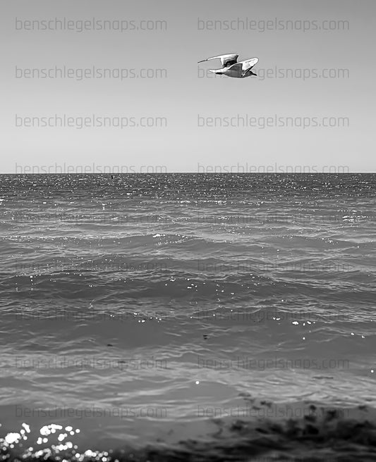 Black & White Solo Flying Seagull