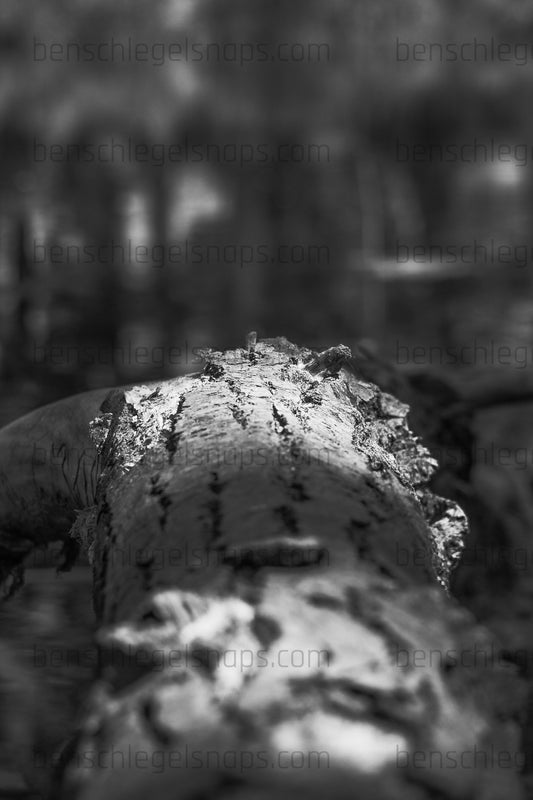 Black & White Stretching Log