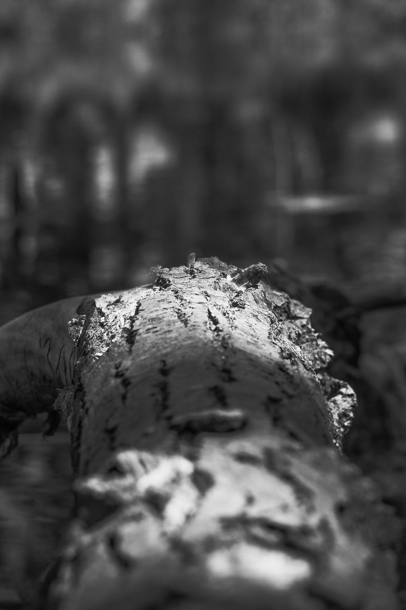Black & White Stretching Log