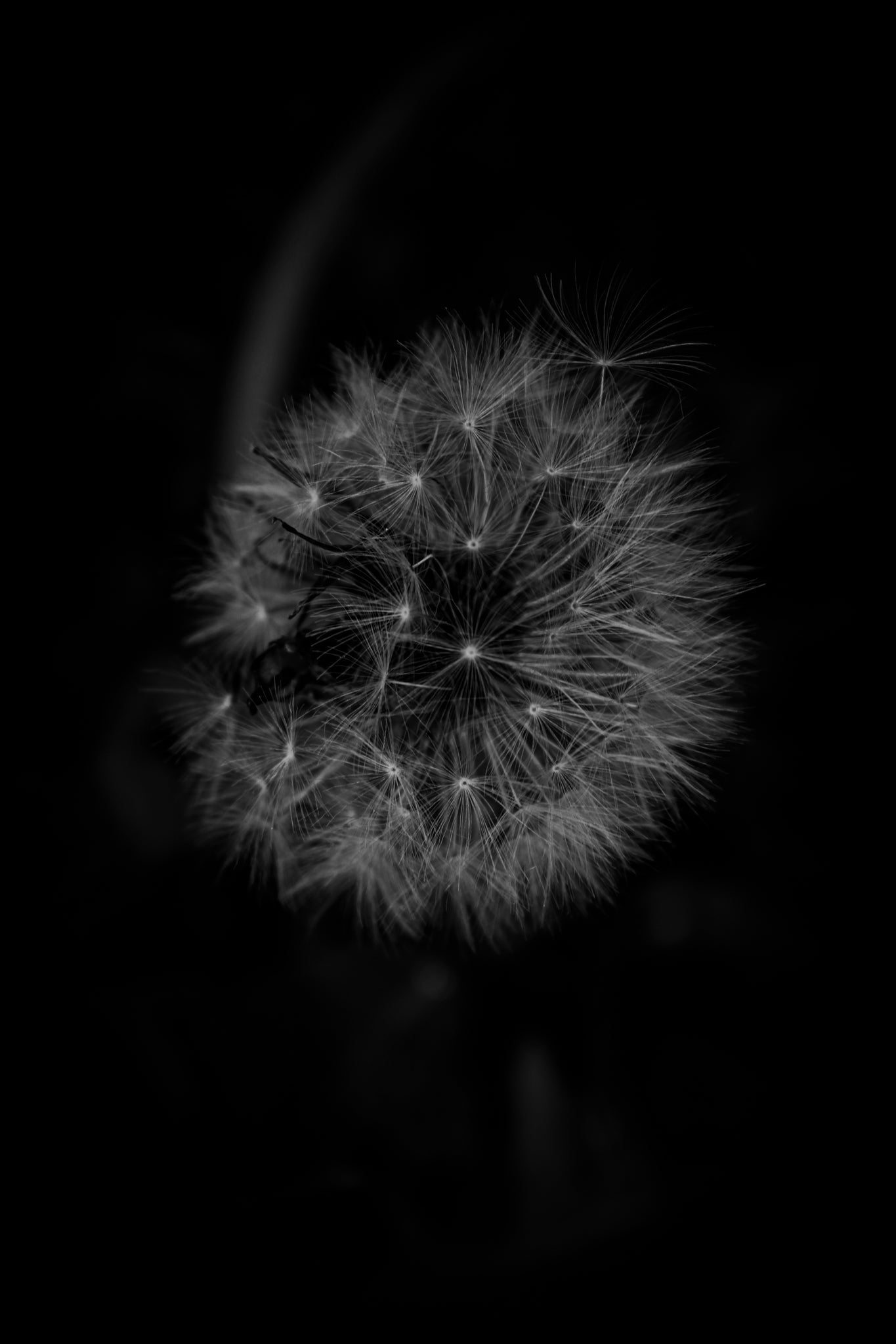 Black & White Dandilion Life