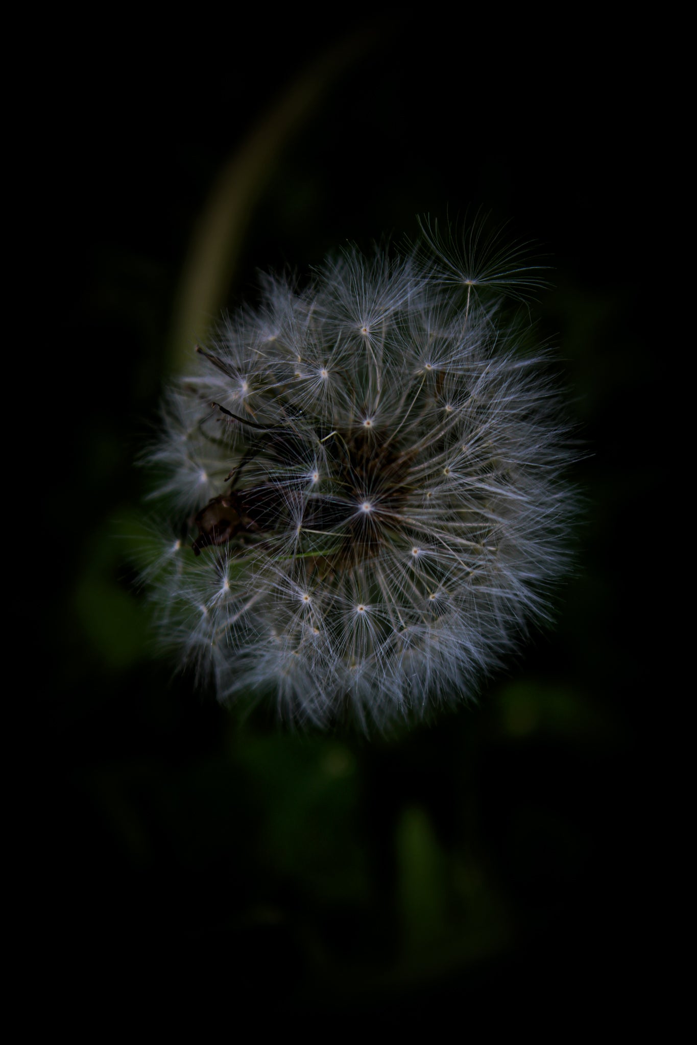 Color Dandelion Life