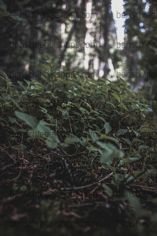 Color Sapling Forest