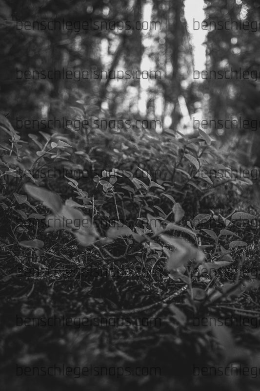 Black & White Sapling Forest