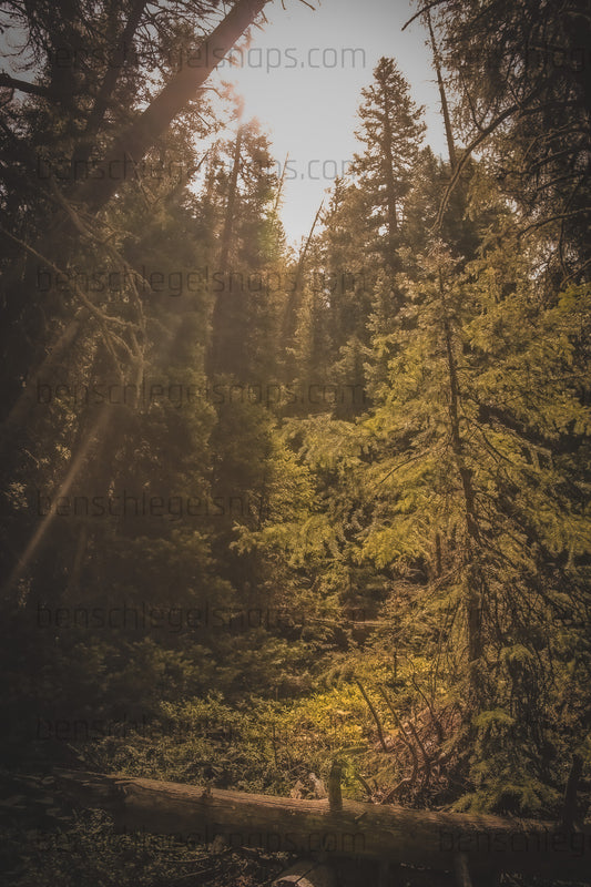 Color Rustic Forest Dream
