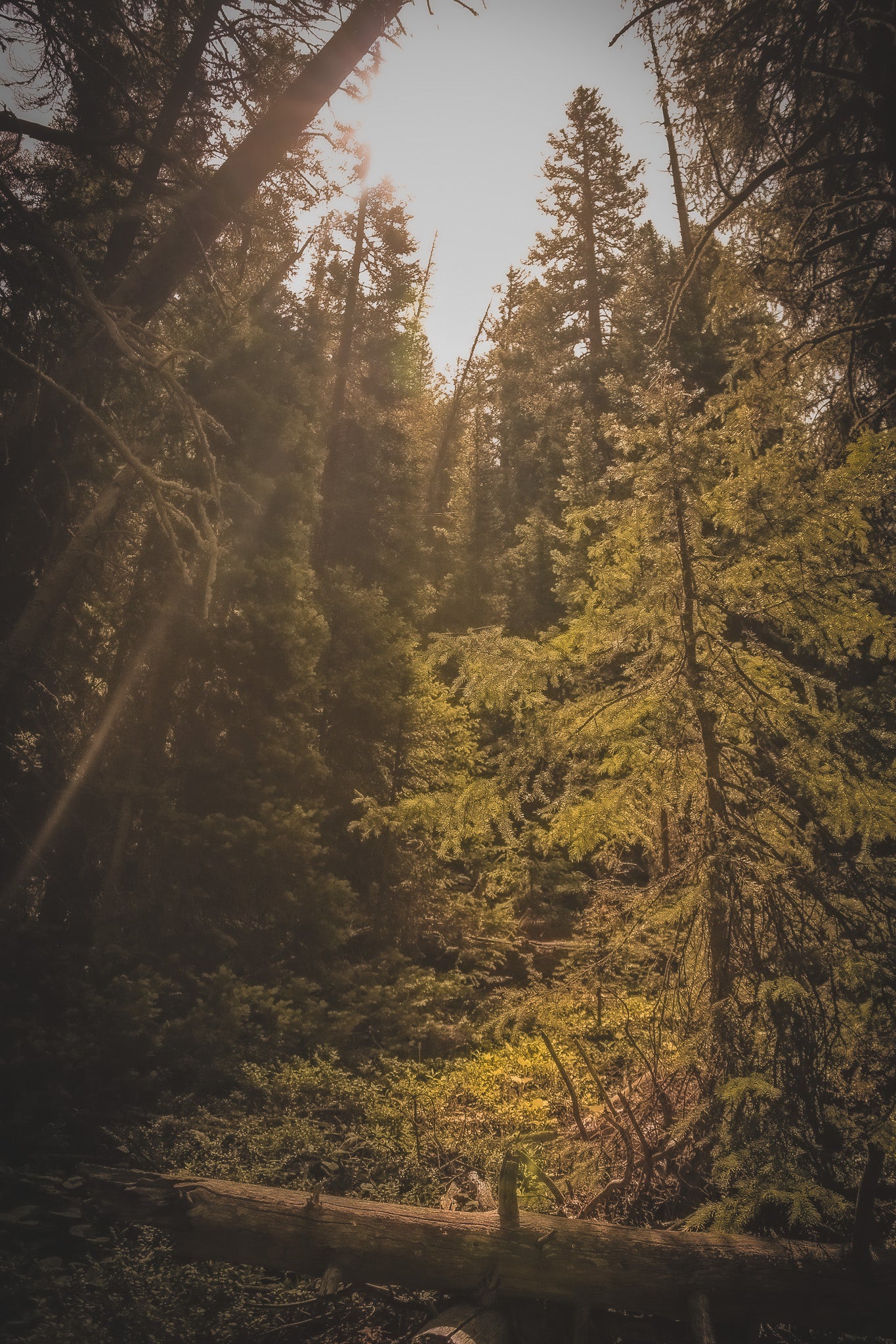 Color Rustic Forest Dream