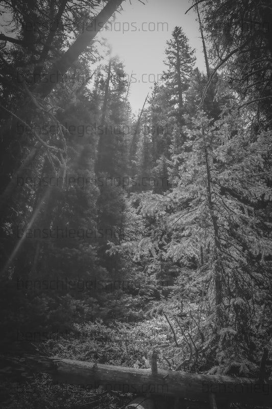 Black & White Rustic Forest Dream